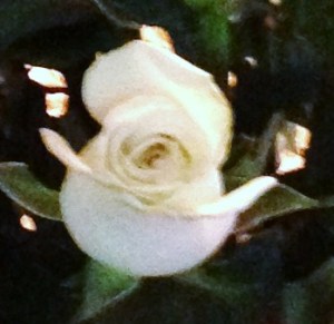 A rose